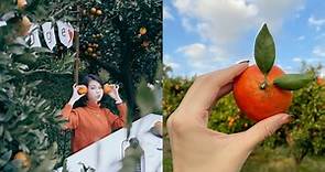2022 全台 5 間「採橘子農場」推薦！橙香森林浪漫隧道必打卡、桔滿緣橘子大道超好拍--上報