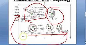 Parasitology 026 a Amoeba Entamoeba Histolytica Classification Amoebiasis Trophozoite Quadrinucleate