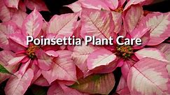 POINSETTIA PLANT CARE / Joy Us Garden