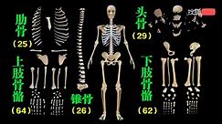 2分钟了解人体骨骼系统，快速记住人体骨骼，感兴趣的可以背诵#人体骨骼#骨骼系统
