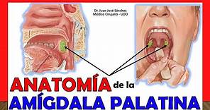 🥇 AMÍGDALAS PALATINAS - (Tonsilas), Anatomía. ¡Fácil y Sencillo!