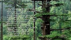 Symbolism of the Cedar tree