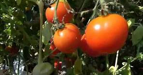 ⟹ Riesentraube Tomato | Solanum lycopersicum | Tomato review