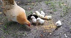 mothers hen call her baby chicks to eat- chicken sound