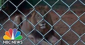 Man Mauled To Death By Lion After Climbing Into Zoo Enclosure