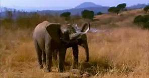 Elephant Tales Trailer
