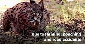 Iberian lynx is back from brink of extinction