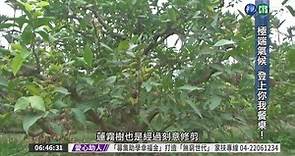 極端氣候肆虐 重創水果王國 - 華視新聞網