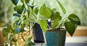 「植物殺手」也養得活，五種超適合放在辦公室的室內植栽 - The News Lens 關鍵評論網