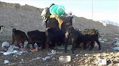 Goats Eating Rubbishtrash Out Giant Rubbish Stock Footage Video (100% Royalty-free) 30913075 | Shutterstock