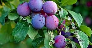 How To Grow, Care and Harvesting Plum Trees in Backyard - growing fruits