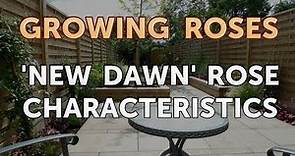 'New Dawn' Rose Characteristics