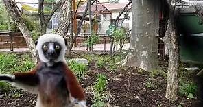 Coquerel's sifaka explore new Primate Canopy Trails at Saint Louis Zoo
