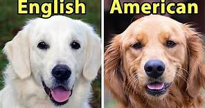 6 Differences Between American vs. English Golden Retrievers