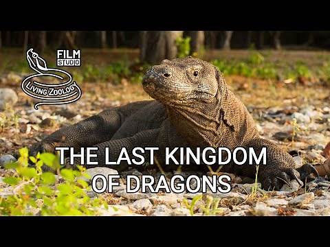 The Last Kingdom of Dragons - film about Komodo by Living Zoology film studio