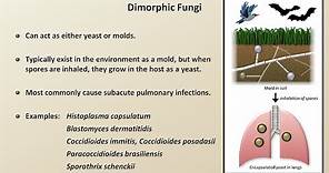 Classification and Structure of Fungi (Fungal Infections - Lesson 1)