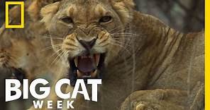 Fierce Big Cats! | Big Cat Week