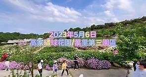 2023年5月6日萬里高家第三園區繡球花況