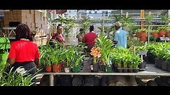 Calyx Amaryllis Plants Now on the Market!