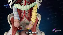 【系统解剖学】：结肠、直肠和肛管