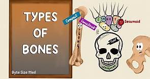 Types of Bones | Classification of Bones | Intro to the Skeletal System | Anatomy Doodles