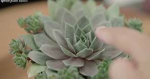 How to Grow and Care for Hens and Chicks (House Leek)