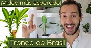 🌴 Tronco de BRASIL🌴 Cuidados PALO de Brasil ( Dracaena fragrans massangeana )😁