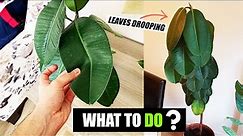 How do you fix droopy Rubber plant leaves ?