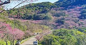 沖繩 - 八重岳桜の森公園 - 『住 ‧ 樂 - 沖繩』