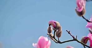Magnolia Flowers in Full Bloom in Lianyungang, China
