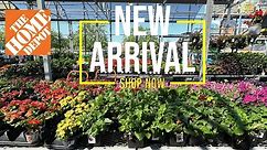 HOME DEPOT NEW PLANT ALERT | LADY BANKS ROSE WHITE BIRD RUELLIA PURPLE IXORA | BROWSE WITH ME