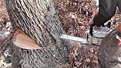 DANGEROUS TREES! Severe Lean, How to fell a tree with hard lean