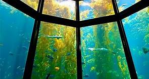 Monterey Bay Aquarium | California Best Aquarium | 4k Walkthrough Tour
