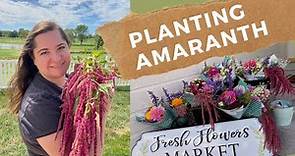 How to Plant Amaranth- Love Lies Bleeding, Summer 2021 Compilation