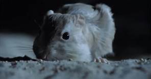Aggressive Nightlife of the Kangaroo Rat | Attenborough | BBC Earth