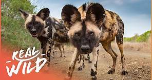 Tracking The African Wild Dog In Their Natural Habitat | Real Wild