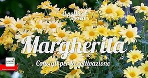 Margherita – Consigli per la coltivazione