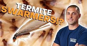 What Are Termite Swarmers?