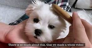 MALTESE DOG FACTS: ALL YOU NEED TO KNOW