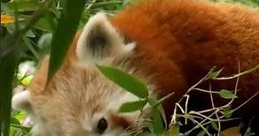 Is the red panda related to the giant panda?
