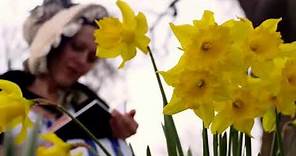 William Wordsworth's daffodils poem (I wandered lonely as a cloud)