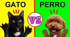 Gato vs perro / 3 diferencias entre gatos graciosos Luna y Estrella y mis perros / Videos de gatitos