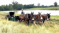 Coley Mule Farm