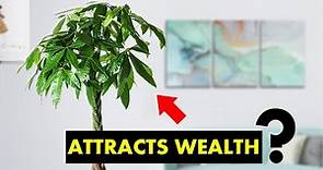 What is a Money Tree good for ?
