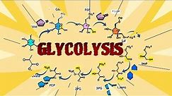 Understanding Glycolysis: The Energy Pathway of Life #glycolysis #cellularrespiration #biology