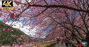 2023《武陵農場櫻花季》最新實況！空中與地面同步攝影！必拍全攻略！沉浸式旅遊！ The most beautiful place for cherry blossoms in Taiwan