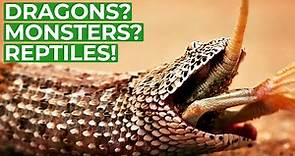 Wildlife - Just Reptiles | Free Documentary Nature
