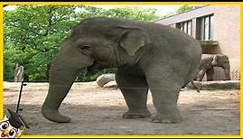 10 Elefanten, Die Nur Einmal In Tausend Jahren Geboren Werden