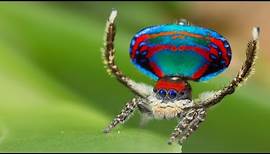 Peacock Spider: Die wohl niedlichste Spinne der Welt | DER SPIEGEL