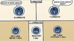 Lymphocytes - An Overview